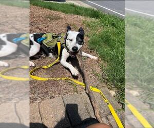 Border Collie-Unknown Mix Dogs for adoption in Charlotte, NC, USA