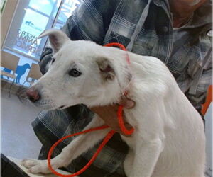 Anatolian Shepherd-Unknown Mix Dogs for adoption in Louisville, KY, USA