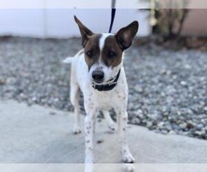 Jack Russell Terrier Dogs for adoption in Jackson , NJ, USA