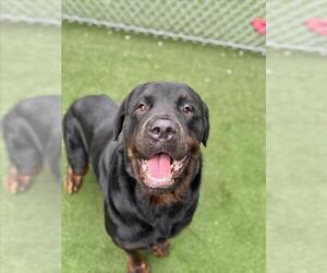 Rottweiler Dogs for adoption in Texas City, TX, USA