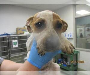 American Pit Bull Terrier-Unknown Mix Dogs for adoption in Oklahoma City, OK, USA