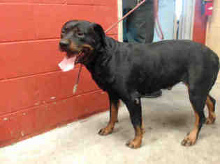 Rottweiler Dogs for adoption in Beverly Hills, CA, USA