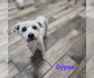 Maltese-Unknown Mix Dogs for adoption in Brewster, NY, USA