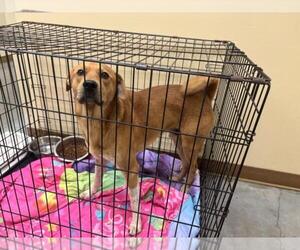 Basenji-Unknown Mix Dogs for adoption in Texas City, TX, USA