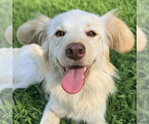 Unknown-pomeranian spitz Mix Dogs for adoption in Canton, CT, USA