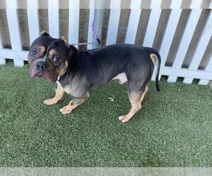 American Bulldog Dogs for adoption in Modesto, CA, USA