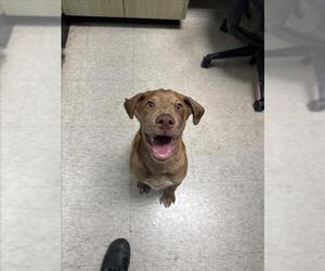 Catahoula Leopard Dog-Unknown Mix Dogs for adoption in Plano, TX, USA