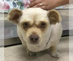Chihuahua Dogs for adoption in Riverside, CA, USA