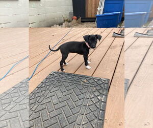 Chihuahua-Unknown Mix Dogs for adoption in New London, WI, USA