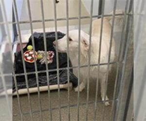 Golden Retriever-Unknown Mix Dogs for adoption in West Valley, UT, USA