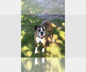 Boxer Dogs for adoption in Austin, TX, USA