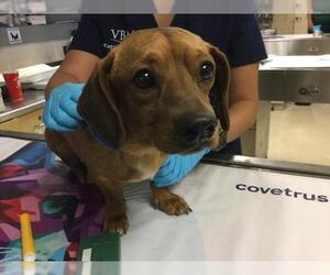 Dachshund-Unknown Mix Dogs for adoption in Riverside, CA, USA