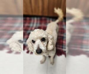 Mutt Dogs for adoption in Parlier, CA, USA