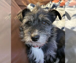 Mutt Dogs for adoption in Milwaukie, OR, USA