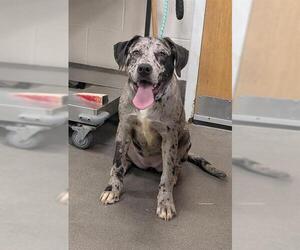 Catahoula Leopard Dog-Unknown Mix Dogs for adoption in Forestville, MD, USA
