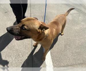 American Pit Bull Terrier-Unknown Mix Dogs for adoption in Houston, TX, USA