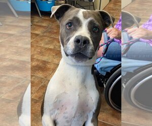 American Pit Bull Terrier Dogs for adoption in Amarillo, TX, USA