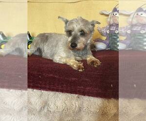 Mutt Dogs for adoption in HOPKINSVILLE/PRINCETON, KY, NH, USA