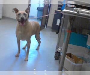 Black Mouth Cur-Labrador Retriever Mix Dogs for adoption in Fayetteville, NC, USA