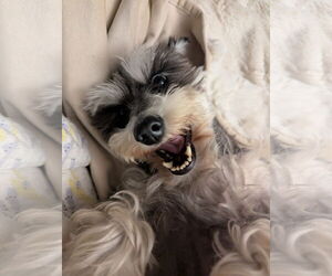 - Mix Dogs for adoption in Sioux Falls, SD, USA