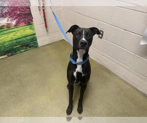 Labrador Retriever-Unknown Mix Dogs for adoption in Moreno Valley, CA, USA