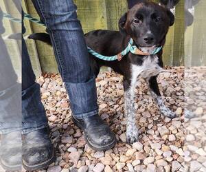 Borador Dogs for adoption in Plymouth, MN, USA