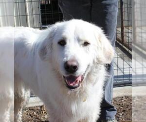 Great Pyrenees Dogs for adoption in Priest River, ID, USA