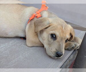 Labrador Retriever-Unknown Mix Dogs for adoption in garner, NC, USA
