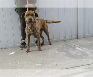 Plott Hound Dogs for adoption in Louisville, KY, USA