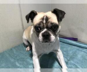 Pug-Unknown Mix Dogs for adoption in pomona, CA, USA
