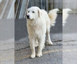 Great Pyrenees Dogs for adoption in Genesee, WI, USA