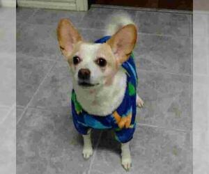 Chihuahua-Unknown Mix Dogs for adoption in North Richland Hills, TX, USA