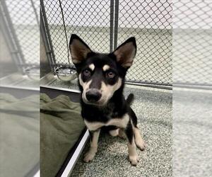 - Mix Dogs for adoption in Salisbury, NC, USA