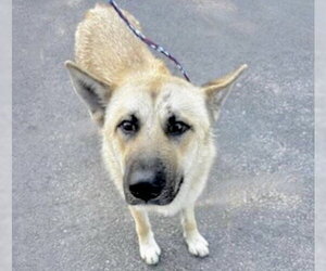 German Shepherd Dog Dogs for adoption in Houston, TX, USA