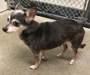 Chihuahua Dogs for adoption in Dellslow, WV, USA
