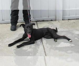 Labrador Retriever Dogs for adoption in Louisville, KY, USA