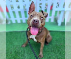 American Pit Bull Terrier Dogs for adoption in Long Beach, CA, USA