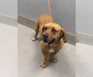 Basset Hound-Unknown Mix Dogs for adoption in Las Vegas, NV, USA
