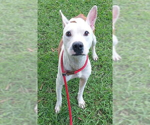 American Staffordshire Terrier Dogs for adoption in Fort Lauderdale, FL, USA