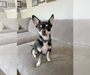 Chihuahua Dogs for adoption in Menifee, CA, USA