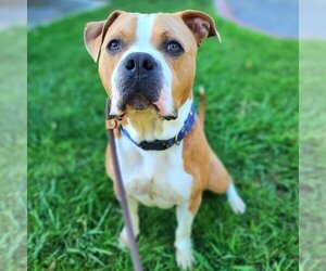 Bullypit Dogs for adoption in Long Beach, CA, USA