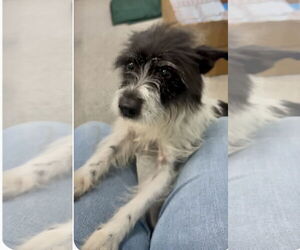 Border Terrier-Unknown Mix Dogs for adoption in New Orleans, LA, USA