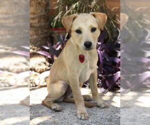 Golden Labrador Dogs for adoption in PIPE CREEK, TX, USA
