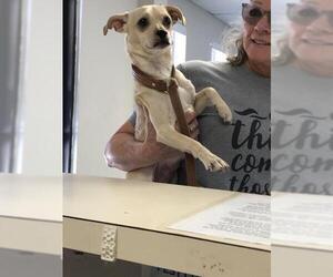 Chihuahua Dogs for adoption in Albany, GA, USA