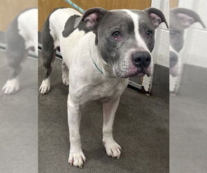 Mutt Dogs for adoption in Forestville, MD, USA