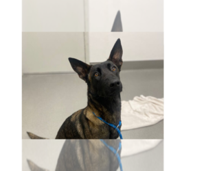 Mutt Dogs for adoption in Imlay City, MI, USA
