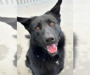 German Shepherd Dog Dogs for adoption in Santa Barbara, CA, USA