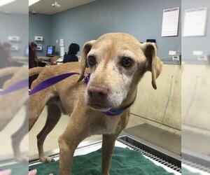 Beagle-Unknown Mix Dogs for adoption in Riverside, CA, USA