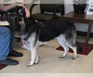 German Shepherd Dog-Unknown Mix Dogs for adoption in Plano, TX, USA