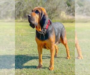 Bloodhound Dogs for adoption in PIPE CREEK, TX, USA